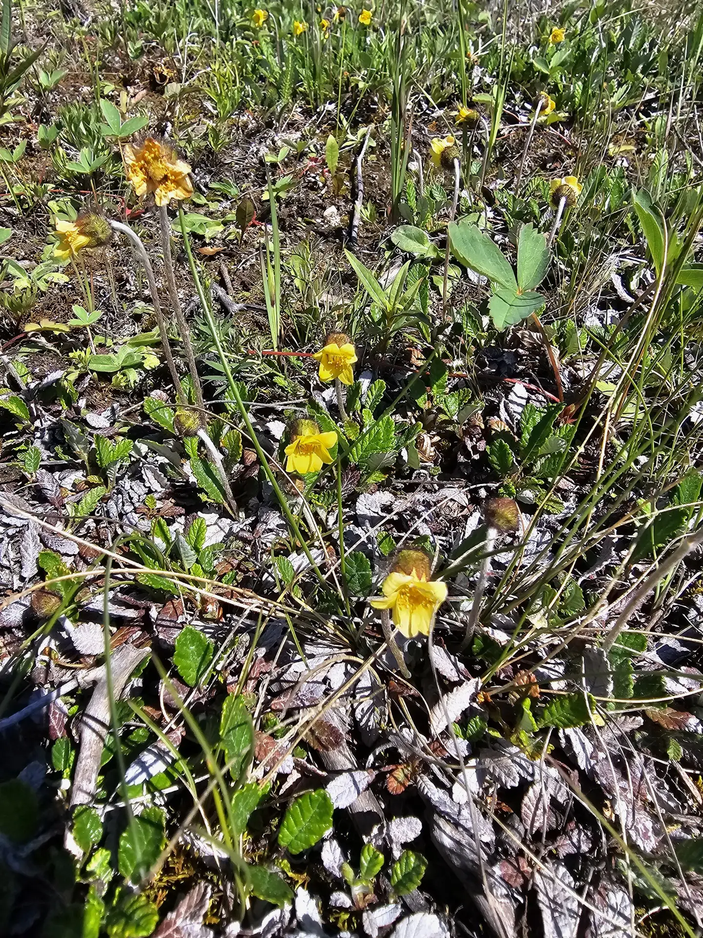 Yellow Mountain avens
