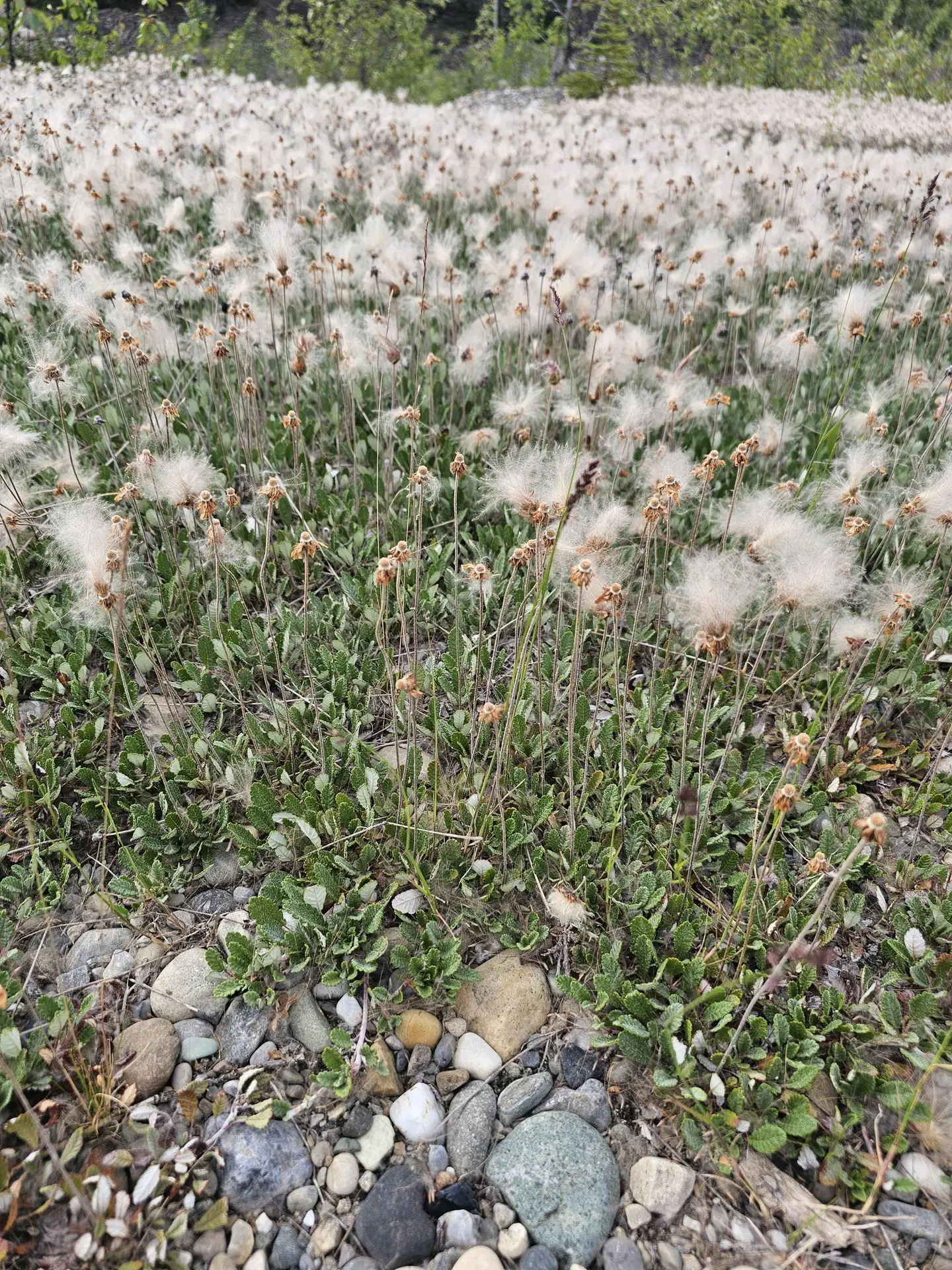 Yellow Mountain avens