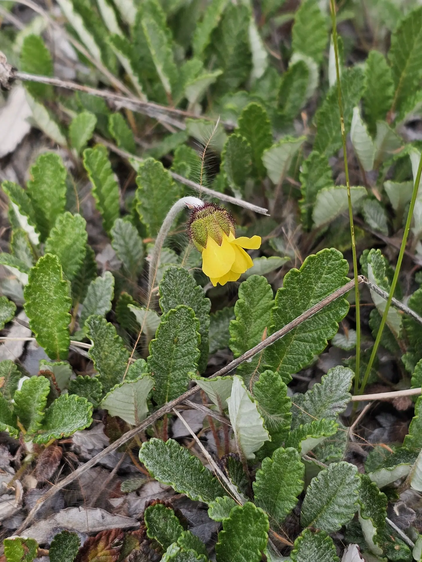 Yellow Mountain avens