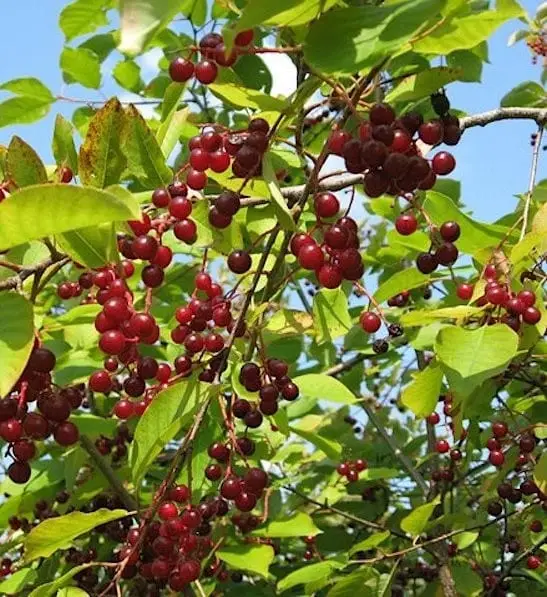 Pin cherry